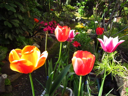 【紅】【白】【黄】春溢るる庭