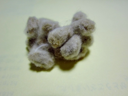綿に包まれた棉の種