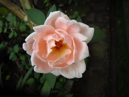 【紅】庭に咲く薔薇