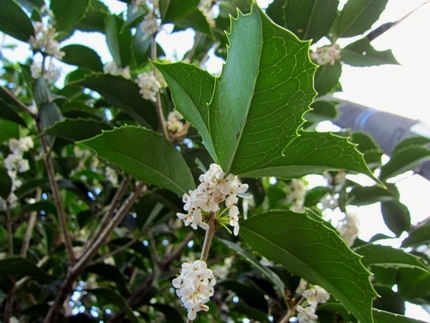 【白】柊木犀の咲く季節