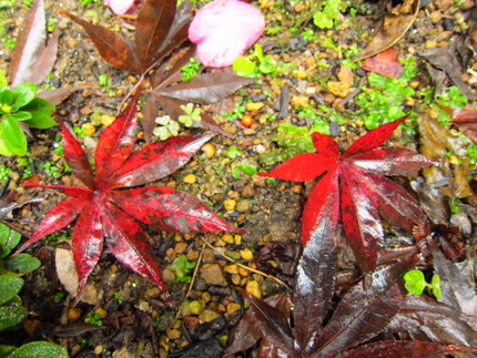 【紅】この庭の紅葉