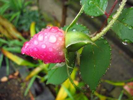 【紅】この庭の薔薇