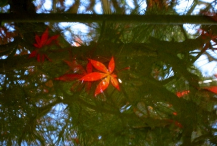 【紅】水中紅葉