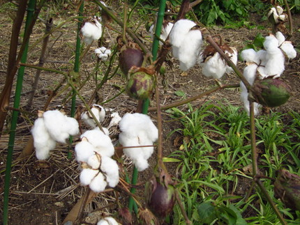 【白】花畑の棉