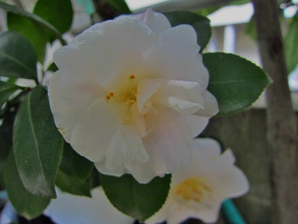 【白】白い山茶花が咲き始めて