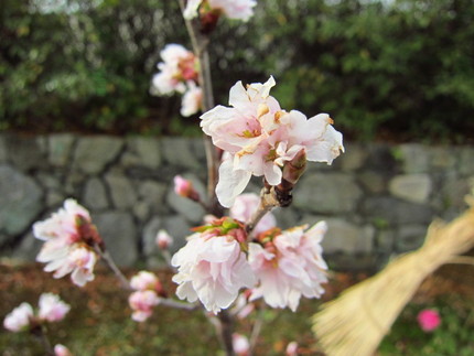 【紅】早春に咲く啓翁桜