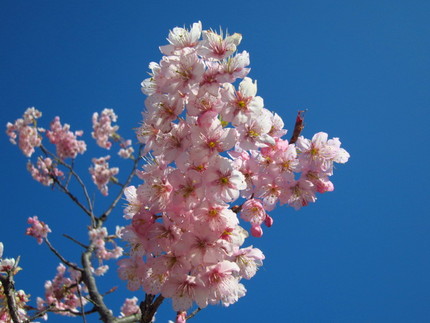 【紅】彼岸桜の季節