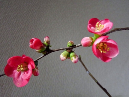 【紅】可愛い春の色合い～木瓜
