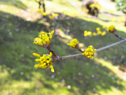 【黄】山茱萸の春