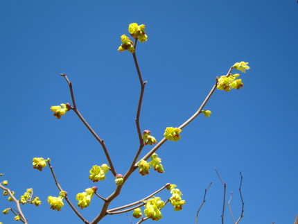 【黄】不思議な花の土佐水木