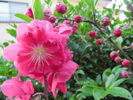 【紅】この庭で桃が開花