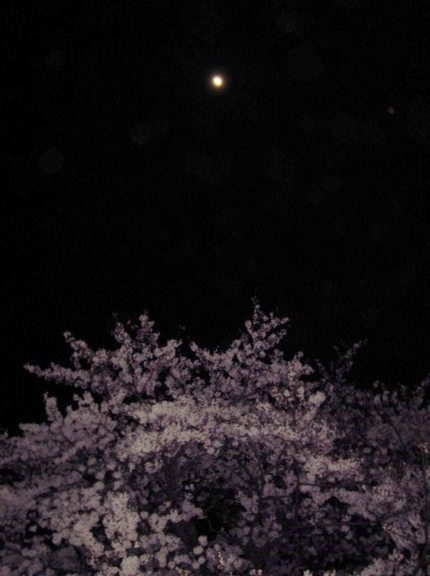 【月】今宵の宵月～桜と月