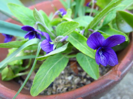【紫】この庭で菫の花