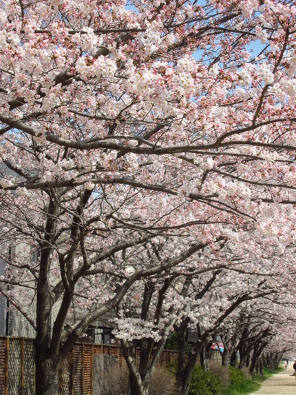 【紅】桜の散歩道