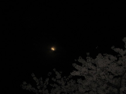 【月】小望月と夜桜見物