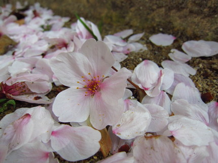 【紅】一面の桜花～名残りの桜