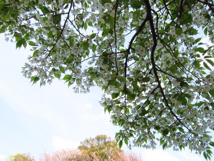 【白】下向きに咲く桜