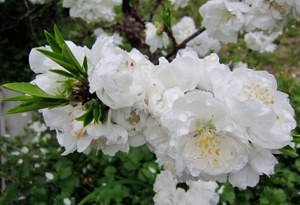 【白】庭桜が満開