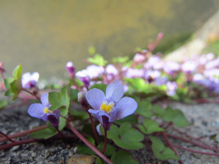 【紫】崖っぷちの花～蔦葉海蘭