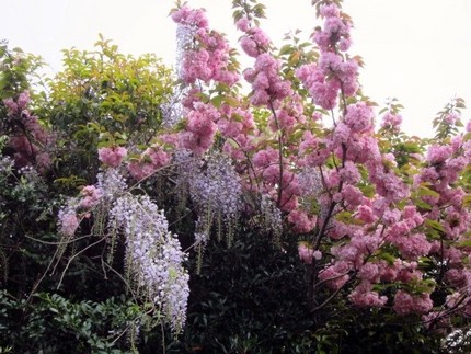 【紅】【紫】八重桜と藤の花