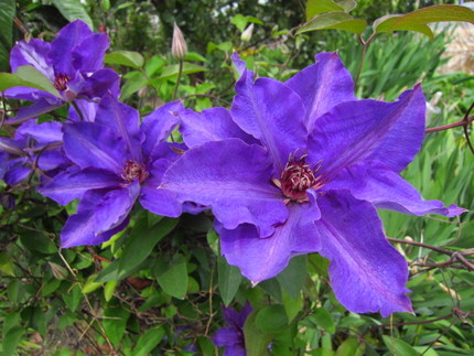 【紫】クレマチスの花咲く頃