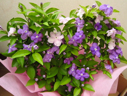 【紫】母の日の贈り物は匂蕃茉莉