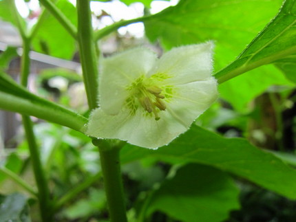 【白】鬼灯の花咲く頃