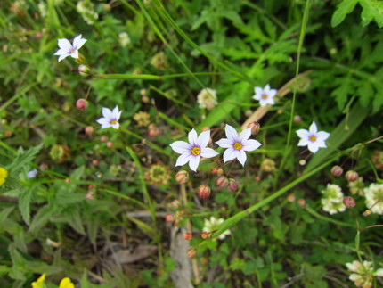 【紫】校庭の花～庭石菖