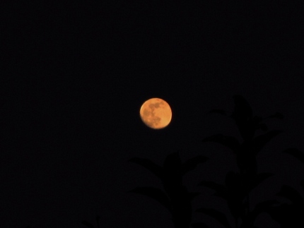 【月】今宵は小望月