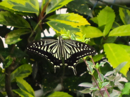 【生】この庭でアゲハ蝶