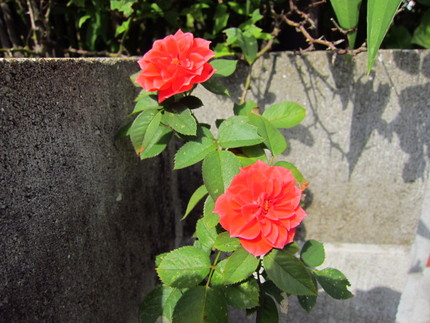 【紅】小さな薔薇