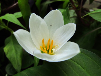 【白】玉簾の花咲く頃