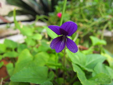 【紫】返り咲く菫