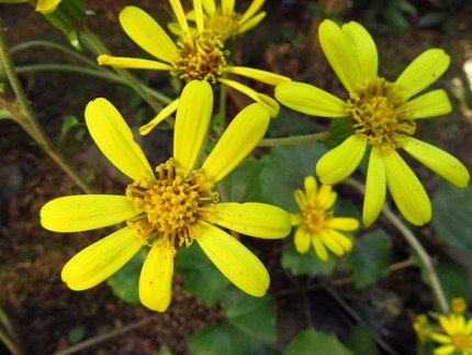 【黄】石蕗の花咲く頃