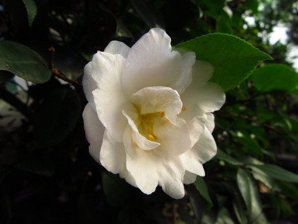 【白】白い山茶花の透け感