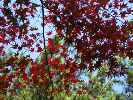 【紅】森林の紅葉便り