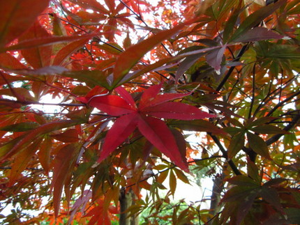 【紅】この庭の紅葉
