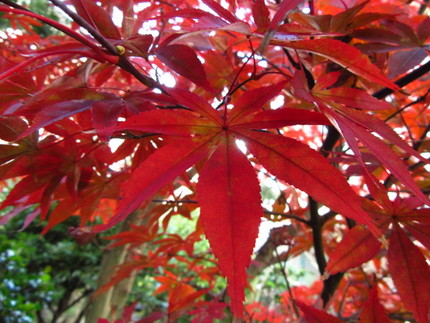 【紅】この庭の紅葉～更～