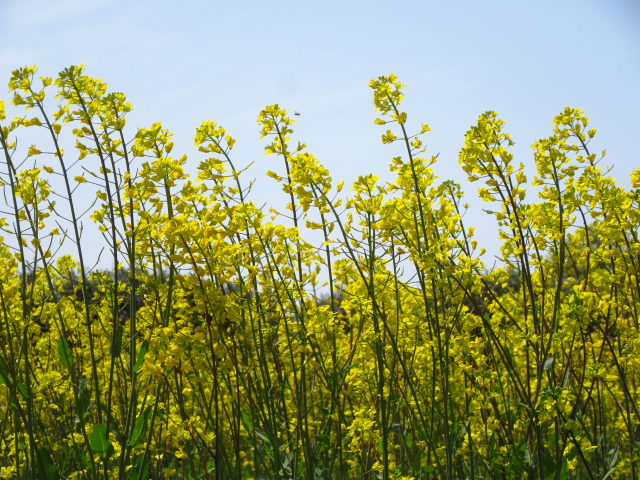 菜の花と桜 日常のつぶやき この庭と草木 Bloguru