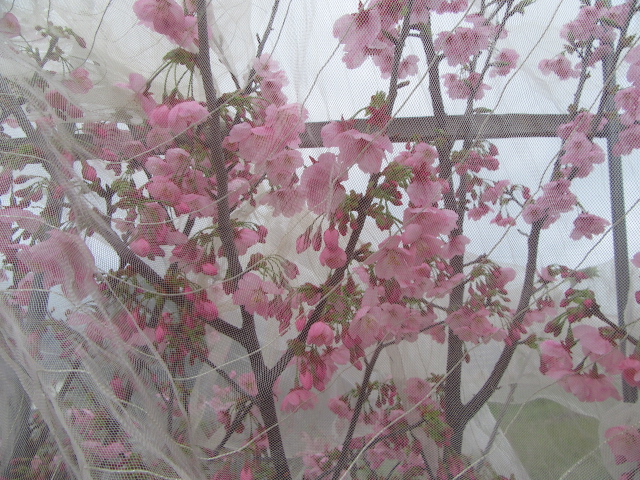 深網の陽光桜