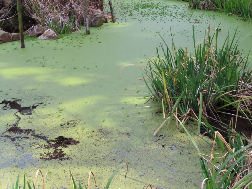 睡蓮の池　一面の緑藻