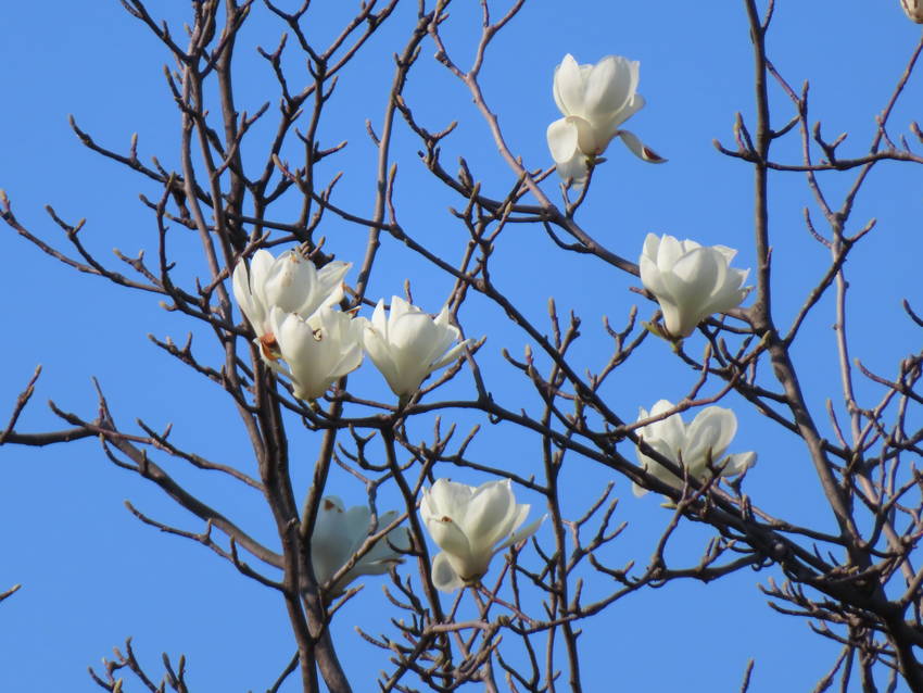 白木蓮の花咲く頃
