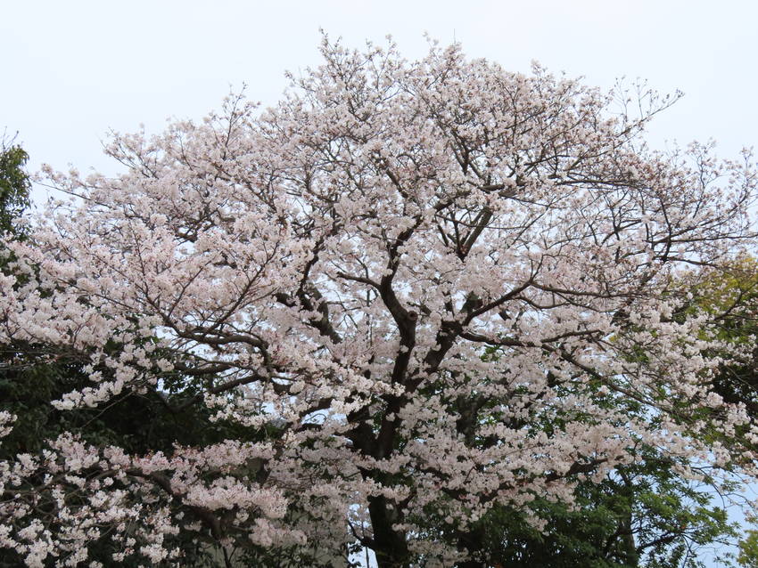 公園の一本桜