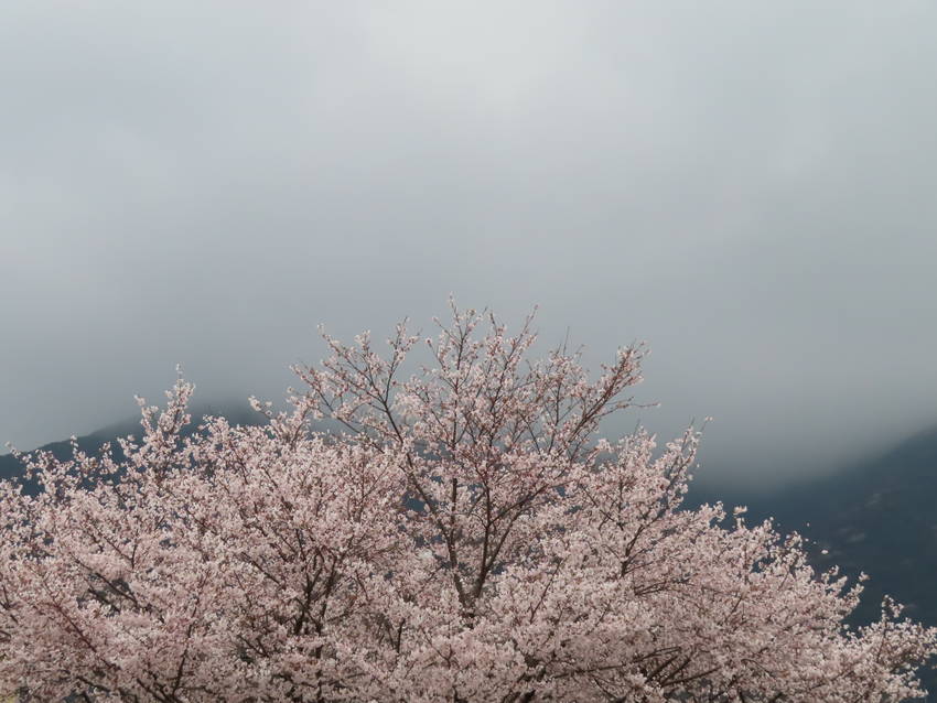 花曇りの桜散策