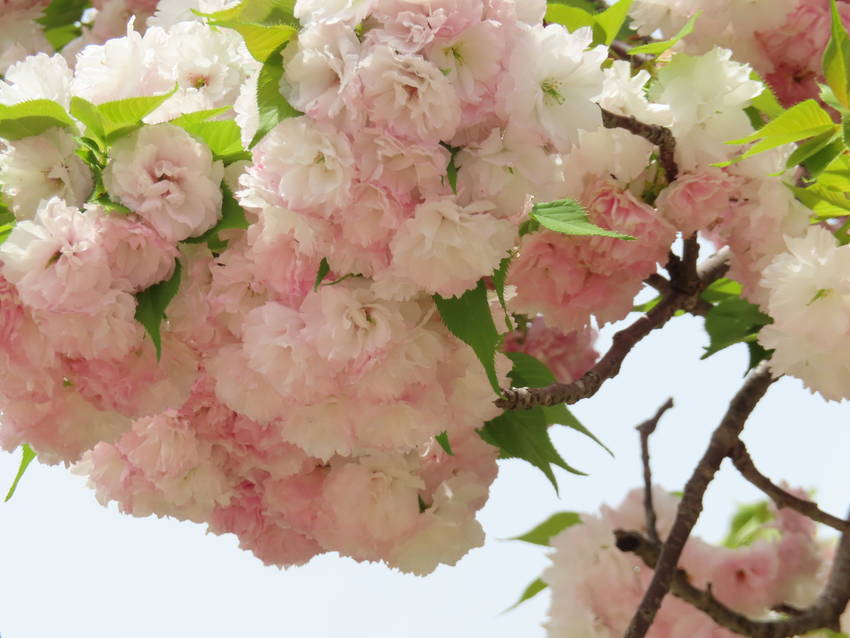 松月桜と鬱金桜