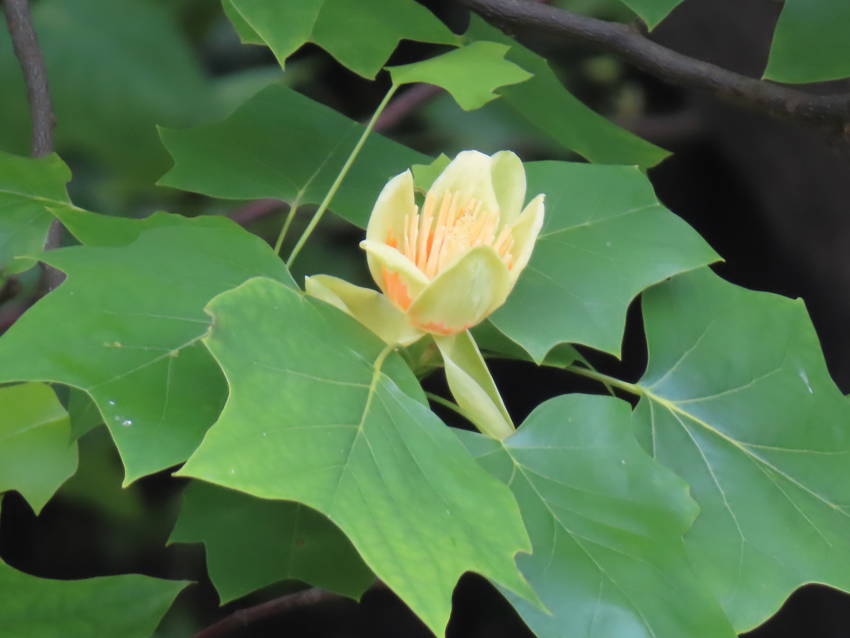 百合の木の花咲く頃