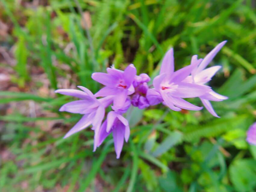 瑠璃二文字の花咲く頃