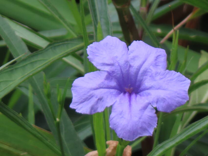 柳葉ルイラ草の花咲く頃