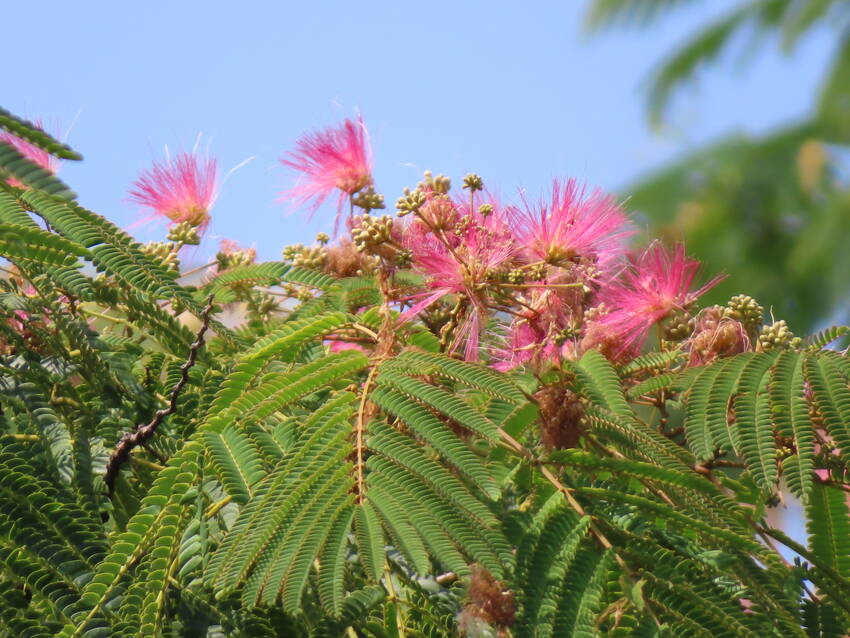 合歓の木の花咲く頃