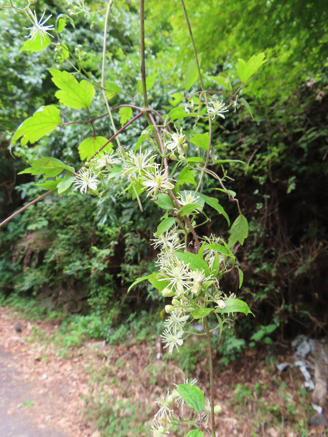 牡丹蔓の花咲く頃